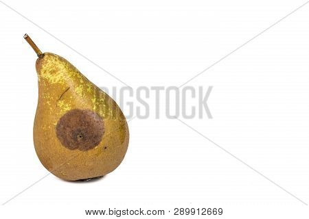 Boring Trace Of A Codling Moth Cydia Pomonella, In A Wormy Pear. Scab, Oidium, Monilia Fructigena. O