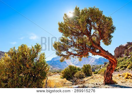 Beautiful Tree In The Mountains Near Tunupa Volcano In Bolivia. Desert Landscapes Of Altiplano Plate