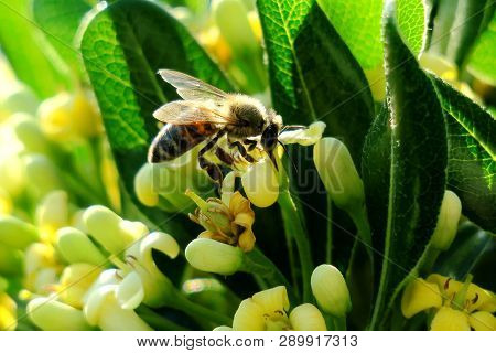 Bee Collects Honey Sitting On White Flowers