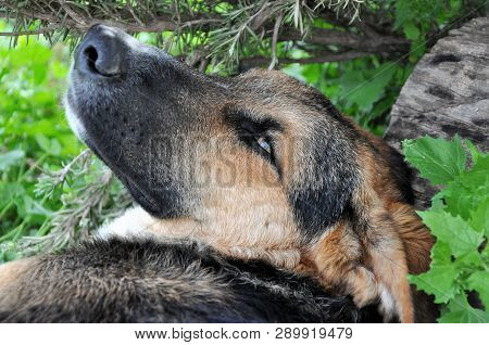 Dog Blak And Fire Hair Lying Down In The Forest