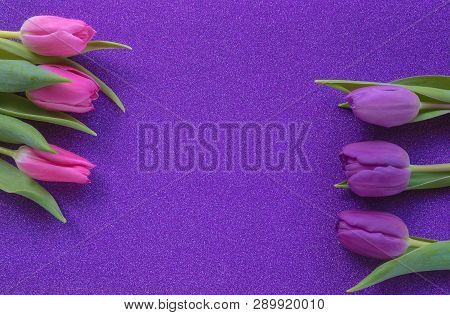 Purple And Pink Tulips On Purple Glitter Background With Copy Space