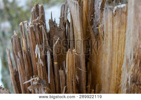 Nature. Broken Tree Broken Stump. Woody Stump. Sliver On Broken. Old Forest. Splinted Stump.