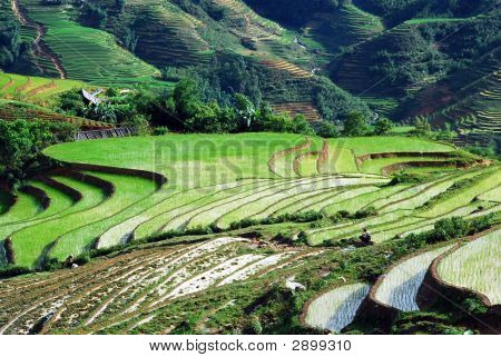 Sapa farma ve Vietnamu