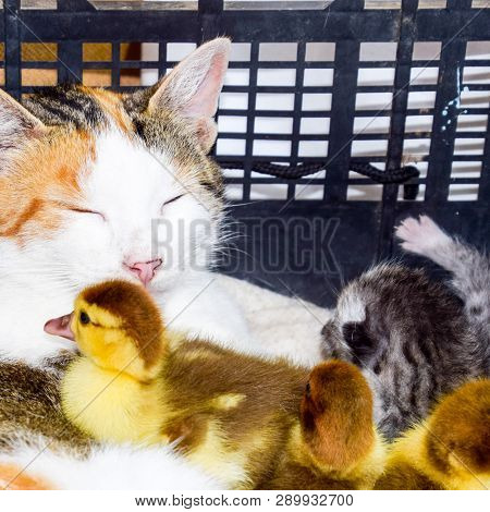 Cat Foster Mother For The Ducklings. Cat In A Basket With Kitten And Receiving Musk Duck Ducklings.