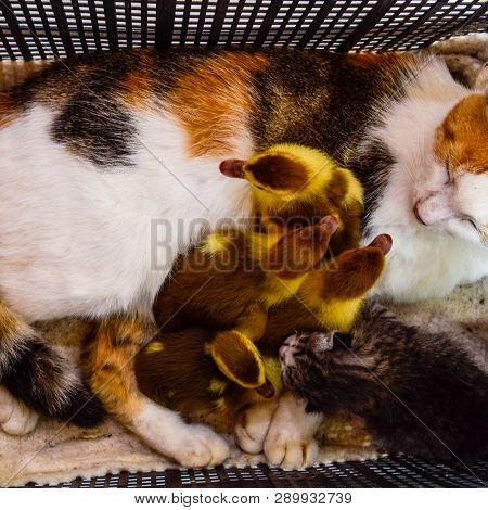 Cat Foster Mother For The Ducklings. Cat In A Basket With Kitten And Receiving Musk Duck Ducklings.