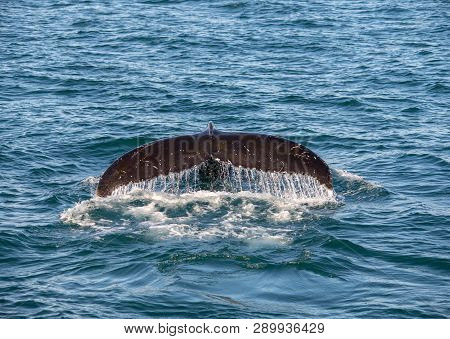Humpback Whale On Iceland, From Whale Watching Trip