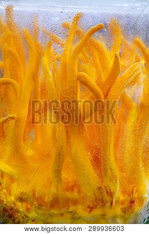 Cordyceps Militaris In Glass Bottles.fresh Cordyceps Militaris In Glass Bottles.