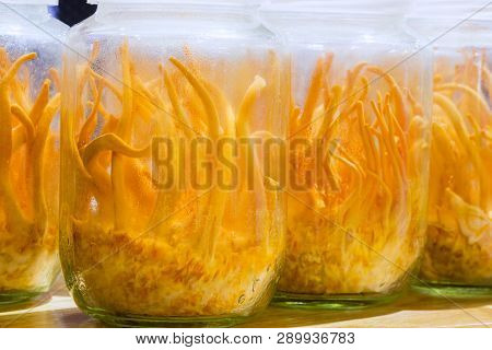 Cordyceps Militaris In Glass Bottles.fresh Cordyceps Militaris In Glass Bottles.