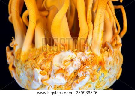 Cordyceps Militaris In Glass Bottles.fresh Cordyceps Militaris In Glass Bottles.