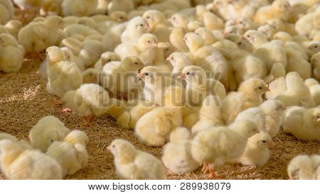 Little Yellow Chicken Chicks With Farm Background