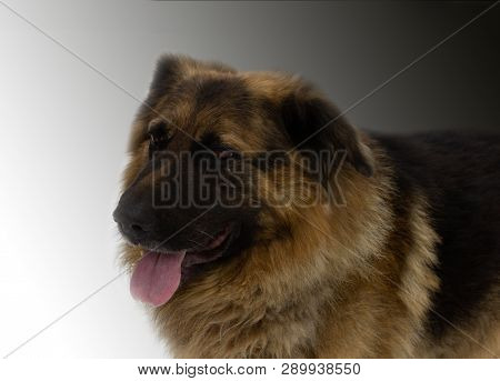 Sad Stray Dog. Dog From A Shelter. Looking For A Host. Homeless. Without Thoroughbred. Take The Dog 