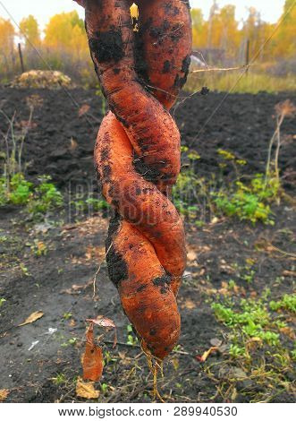 Twisted Fresh Dirty Carrot At Garden At Autumn Natural