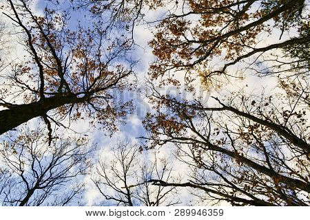 Autumn Trees Against The Blue Sky And Clouds