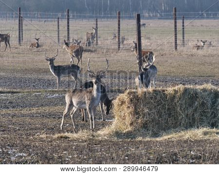 Fallow Deer Breeding On A Forest Background