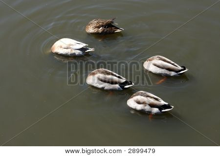 Ducks Feeding Upside Down