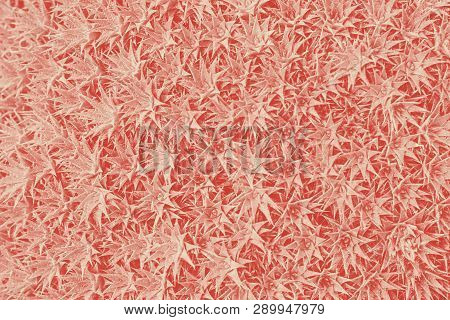 Surface Covered With Small Cacti Abrometiella Chlorantha, Creative Background For Wallpaper And Post