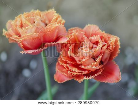 Sensual Touch Tulip. Orange Double Petal Tulip