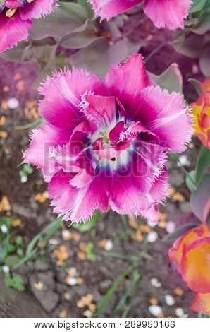 Blooming Purple Violet Fringed Tulip In Garden