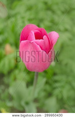 Pink Tulip In Garden. Fresh Pink Tulips