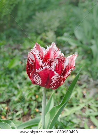 Pink And White Tulip Rembrandt With Terry Petals