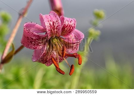 Beautiful Big Pink Lily With Smooth Background In Garden At Summer Pink