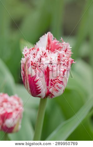 Red Tulip With White Fringe In Garden Rembrandt