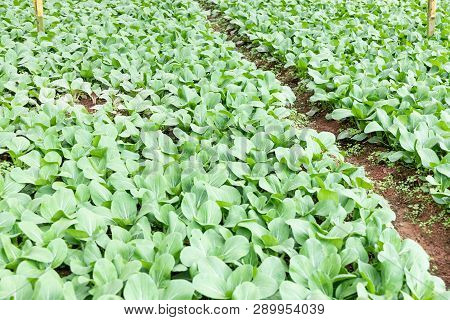 Organic Greenhouse Vergetable Farming In Cameron Highlands, Malaysia