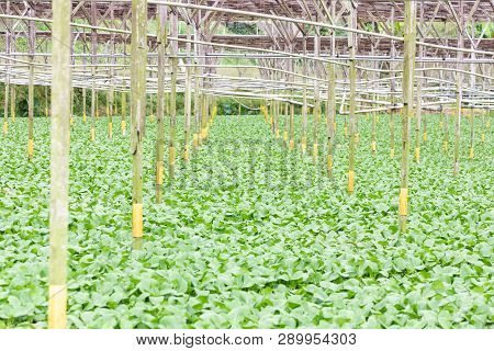 Organic Greenhouse Vegetable Farming In Cameron Highlands, Malaysia