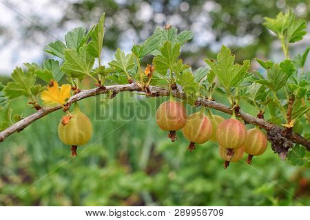 A Long Bunch Of Fresh Gooseberry At Summer Healthy