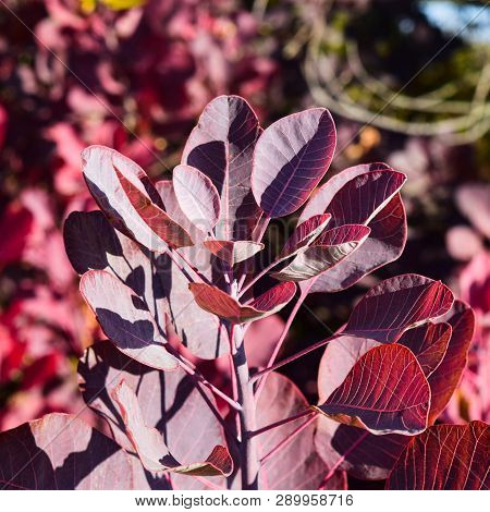 Autumn Red Color Of Leaves Of Cotinus Coggygria. Paints Of Fall.