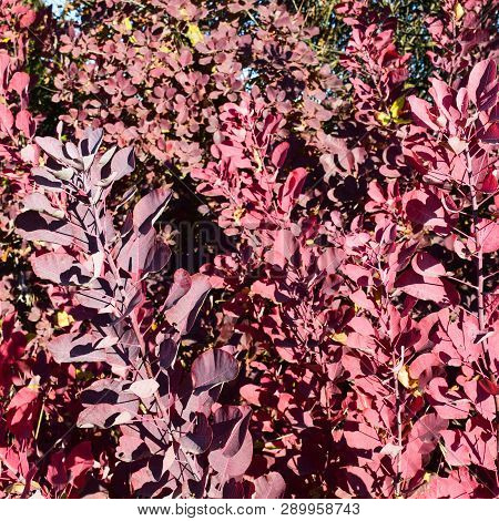 Autumn Red Color Of Leaves Of Cotinus Coggygria. Paints Of Fall.