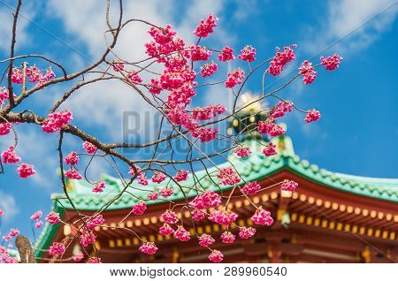 Tokyo, Japan - March 12: Spring In Ueno Park. Blooming Pink Flowers In Front Of Benten Temple In The