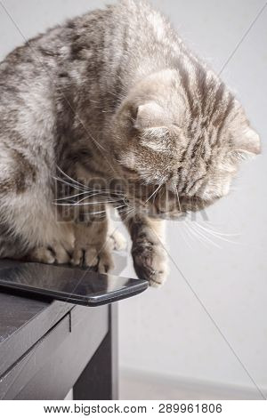 Cat Is Going Throwa Cell Phone On The Floor, Dangerously Lying On The Edge Of The Table, Carelessly 