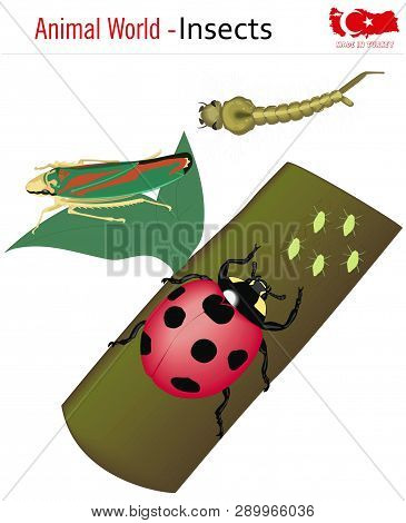 Animal World - Insects, Vector, Eps, Wild Life