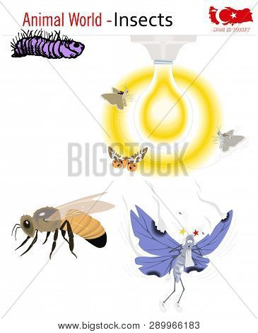 Animal World - Insects, Vector, Eps, Wild Life