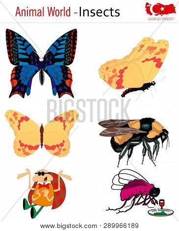 Animal World - Insects, Vector, Eps, Wild Life