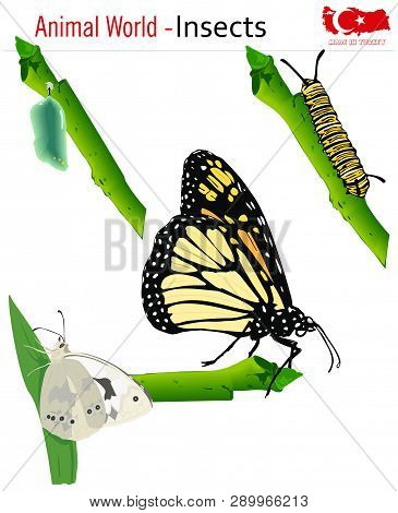 Animal World - Insects, Vector, Eps, Wild Life