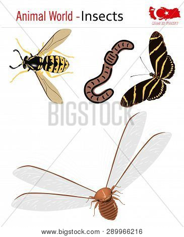 Animal World - Insects, Vector, Eps, Wild Life