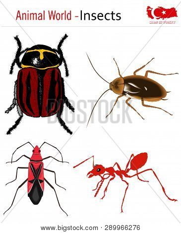Animal World - Insects, Vector, Eps, Wild Life
