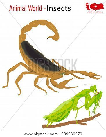 Animal World - Insects, Vector, Eps, Wild Life