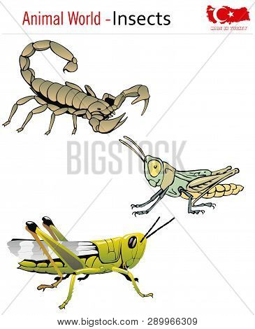 Animal World - Insects, Vector, Eps, Wild Life
