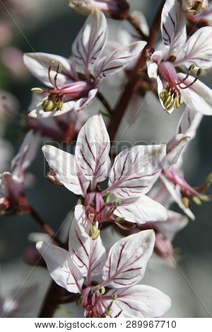 Beautiful Close-up Of Fraxinella Or Burning Bush