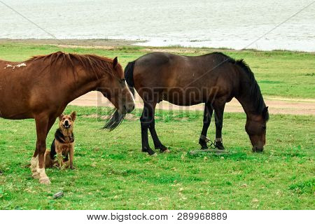 Two Horses Walking And Are Guided By Dog Near The River On Grass Field