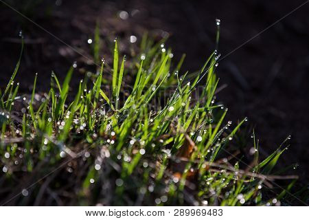 Young Bright Green Grass With Drops Of Dew, Beautiful Bokeh,early Spring. Grass Dew Drops, Bgarden