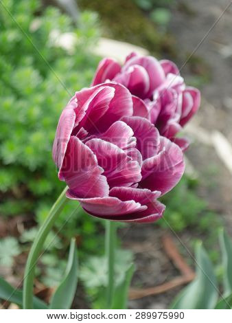 Beautiful Purple Tulip Dream Toush