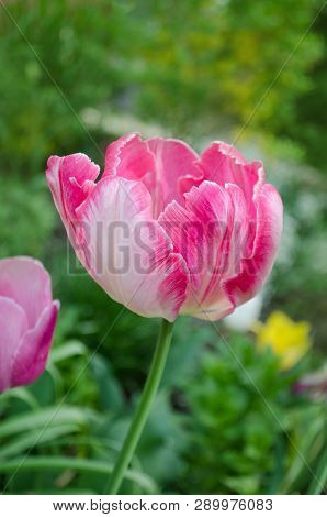 Pink Parrot Tulip Closeup