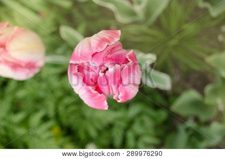 Pink Parrot Tulip Flower In Garden