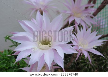 Beautiful Pink Flowers On A Small Cactus