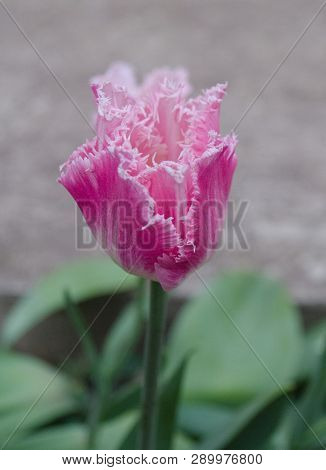 Pink Fringed Tulip