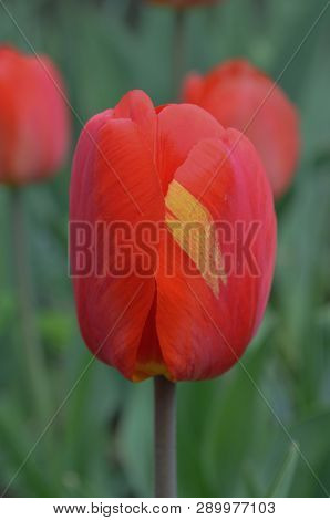 Red Spring Blooming Tulip Barcelona Field